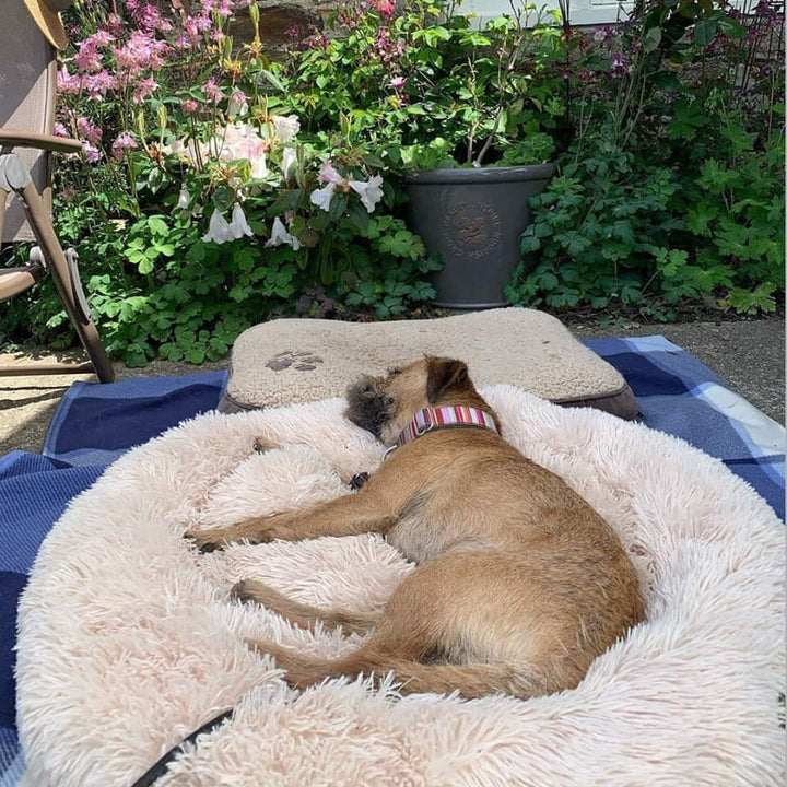 Ein glücklicher Hund schläft friedlich im weichen Hundebett Wolke, ideal für stressfreie Erholung.
