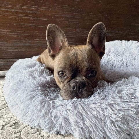 Luxuriöses Hundebett aus veganem Kunstfell, flauschig und beruhigend, bietet Ihrem Liebling höchsten Komfort.