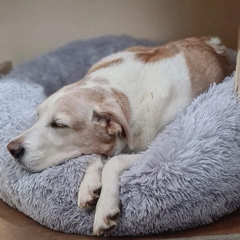 Komfortables, rundes Katzenbett, beruhigend & flauschig, ideal für kleine Kätzchen und erwachsene Katzen.