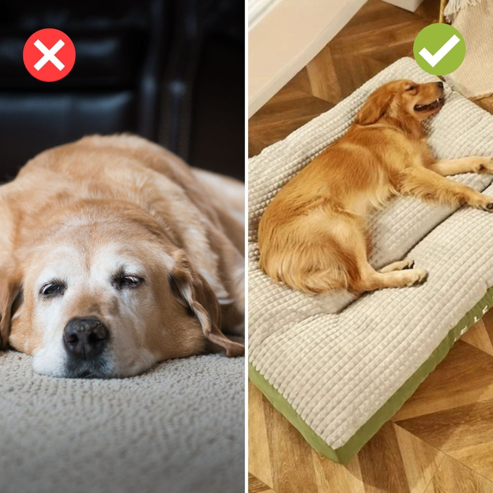 Glücklicher Hund schläft tief und entspannt auf orthopädischem Memoryschaum Hundebett.