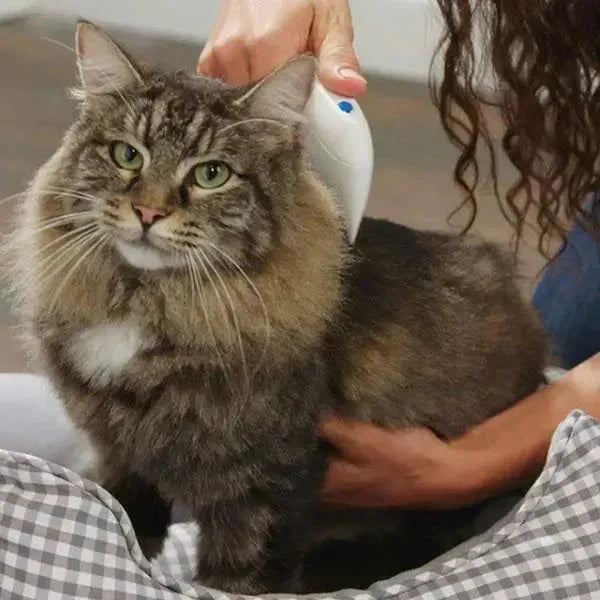 FleaZap Elektrokamm zur effizienten Floh- und Läusebekämpfung bei Hunden und Katzen.