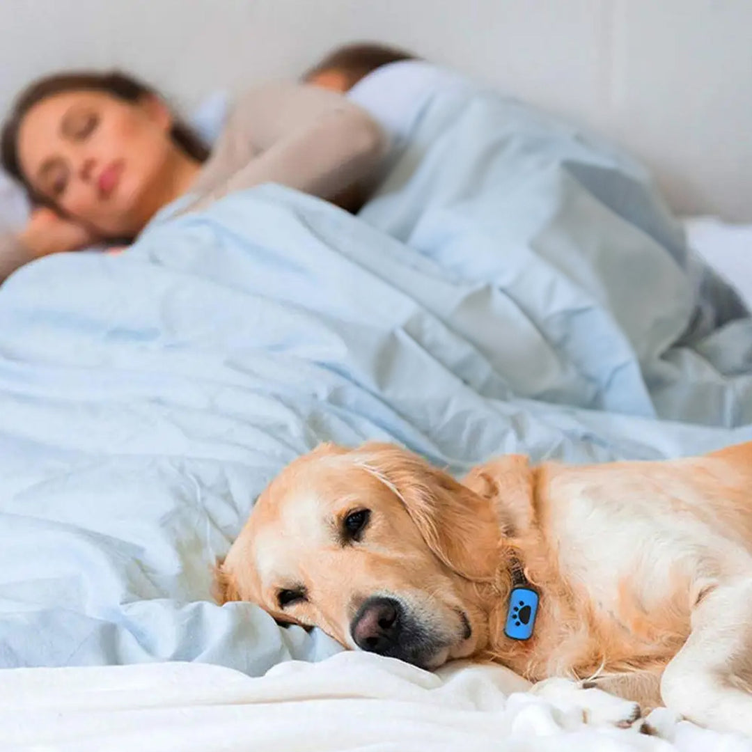 Modernes Anti-Bell-Halsband für Hunde, unterstützt Bellkontrolle und Stressreduktion.