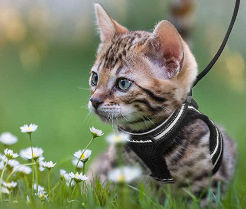 Reflektierendes Katzengeschirr & Leine für maximale Sicherheit bei Outdoor-Spaziergängen.