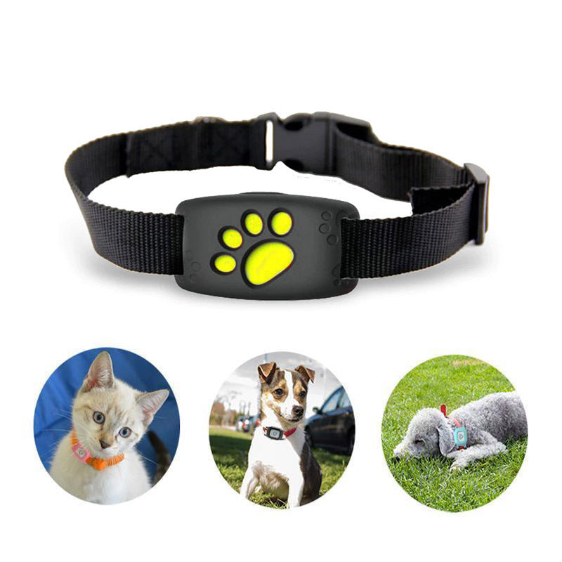 Katze trägt wasserdichtes GPS-Halsband, PawTrack, für sichere Echtzeitortung und Freiheit im Freien.