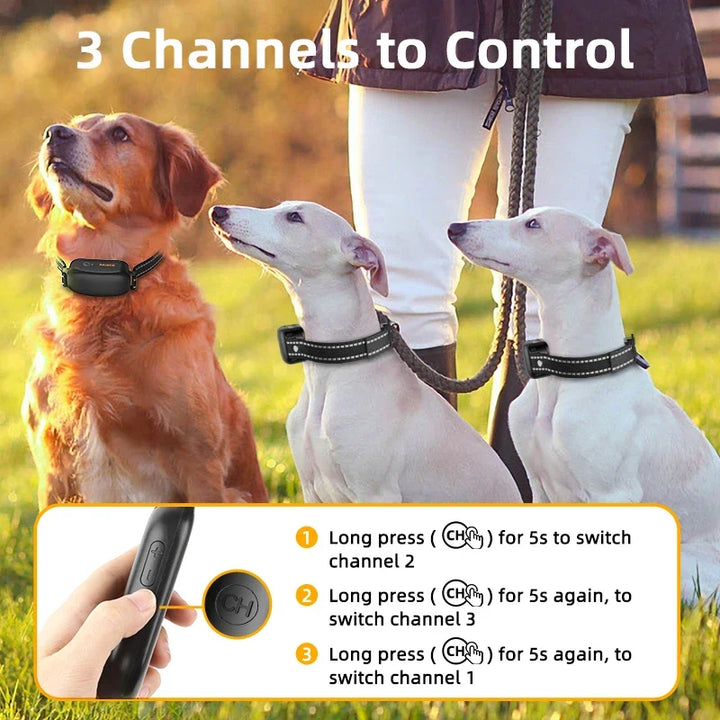 Wasserdichtes Hundehalsband für Erziehung und Gehorsamkeitstraining. Mit großer Reichweite für flexible Nutzung.