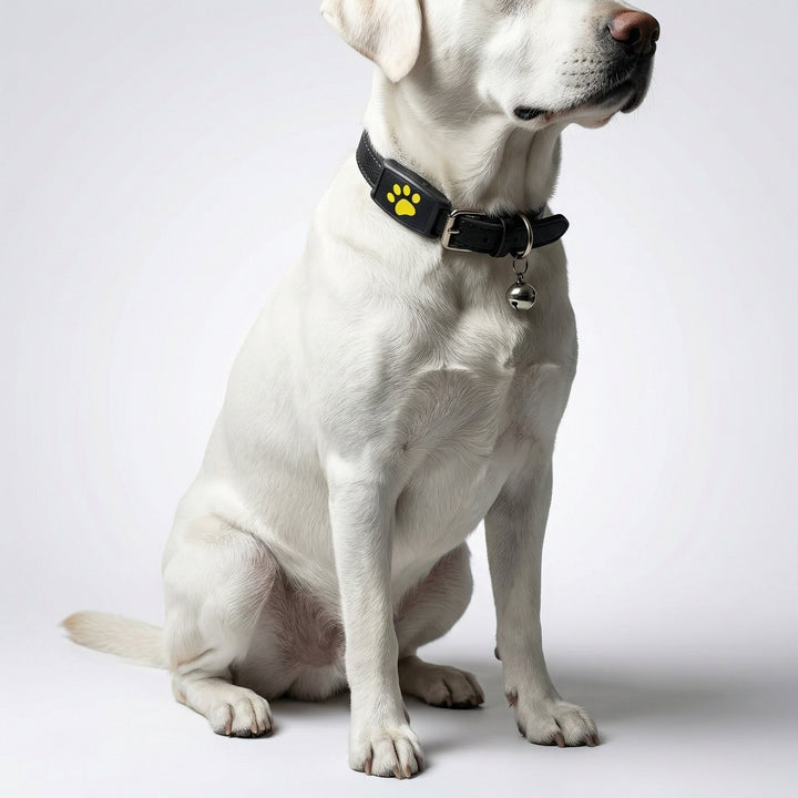 Kompakter, leichter GPS-Tracker für Katzen & Hunde mit präziser Echtzeit-Ortung.