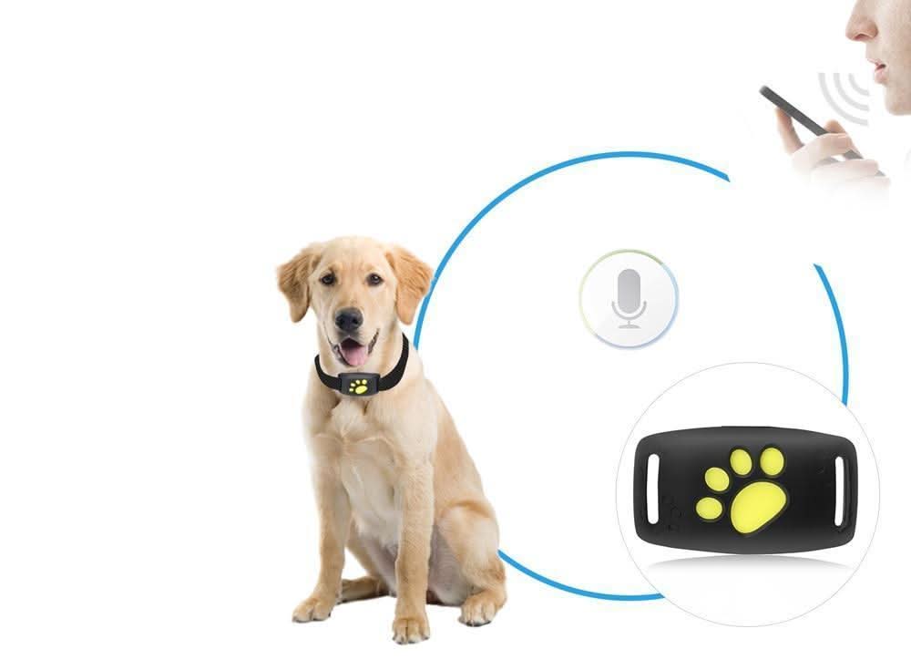 Leichter GPS-Tracker für Katzen, präzise Ortung über App, ideal für Freigänger.