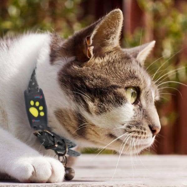 Wiederaufladbarer GPS-Tracker für Haustiere, Hunde & Katzen, zuverlässige Echtzeit-Ortung.