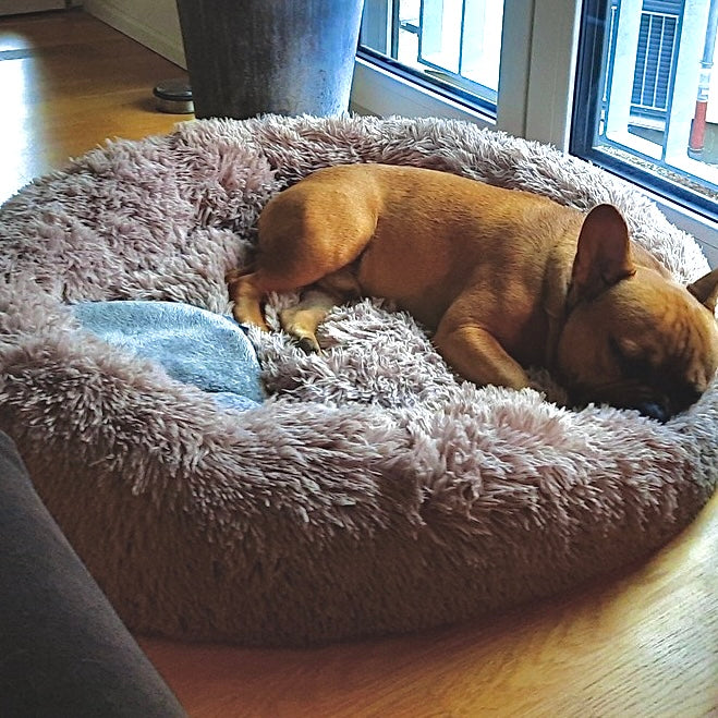 Premium Haustierbett Wolke 7, orthopädisch & waschbar, für entspannte & schmerzfreie Hunde.