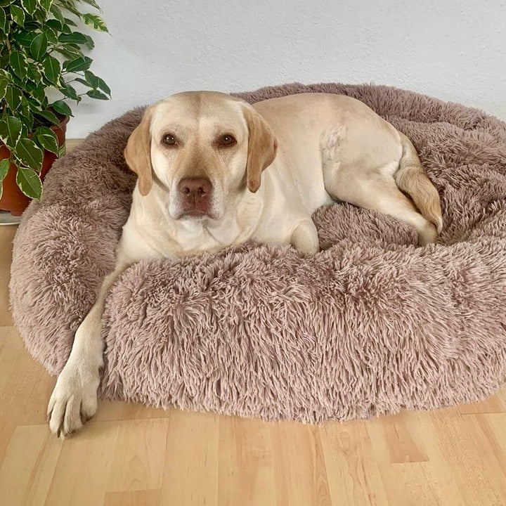 Modernes Hundebett Wolke 7 mit hohem Rand, ideal als Schlafplatz für alle Rassen.