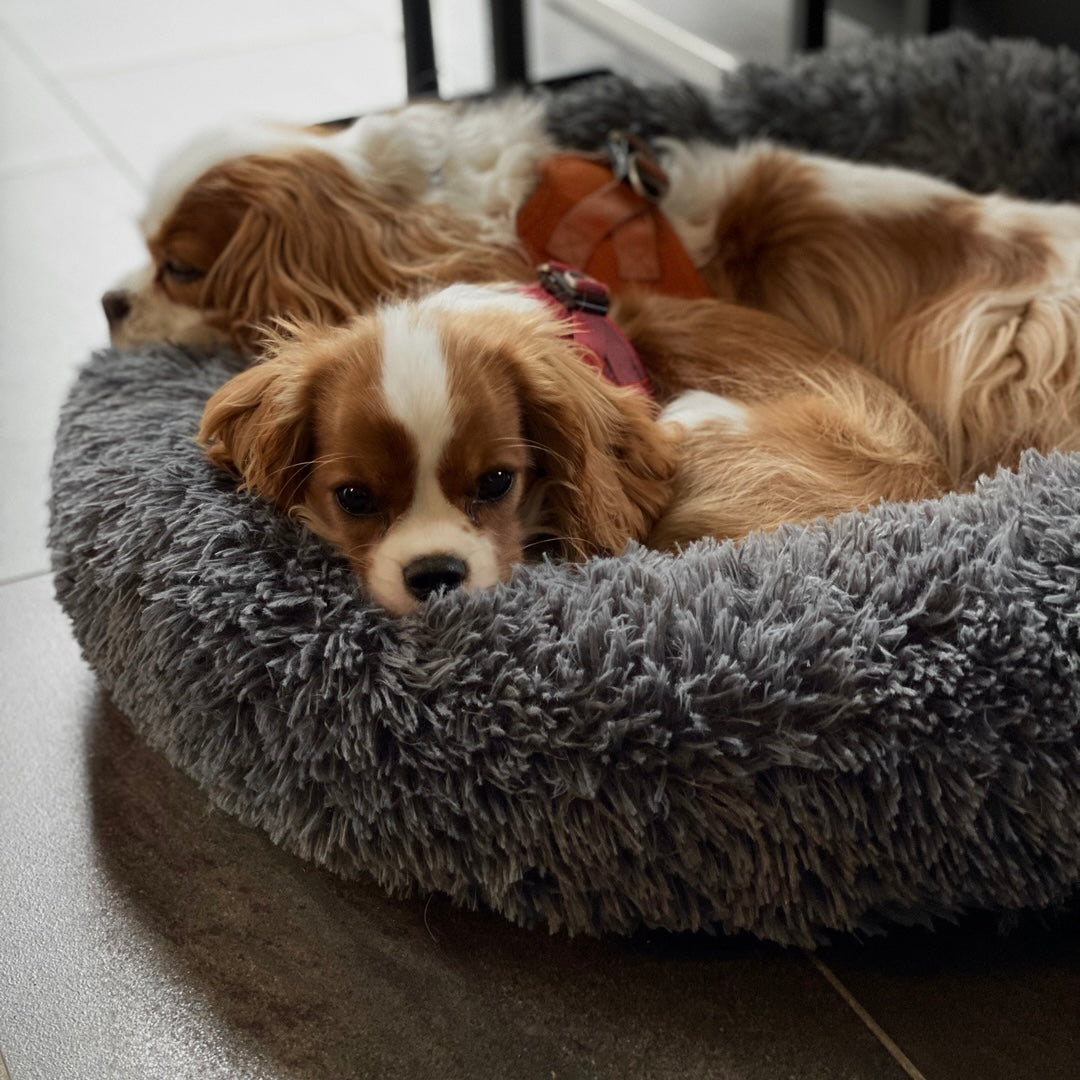 Donut-Hundebett Wolke 7, beige, mit erhöhter Umrandung für Geborgenheit & Komfort.